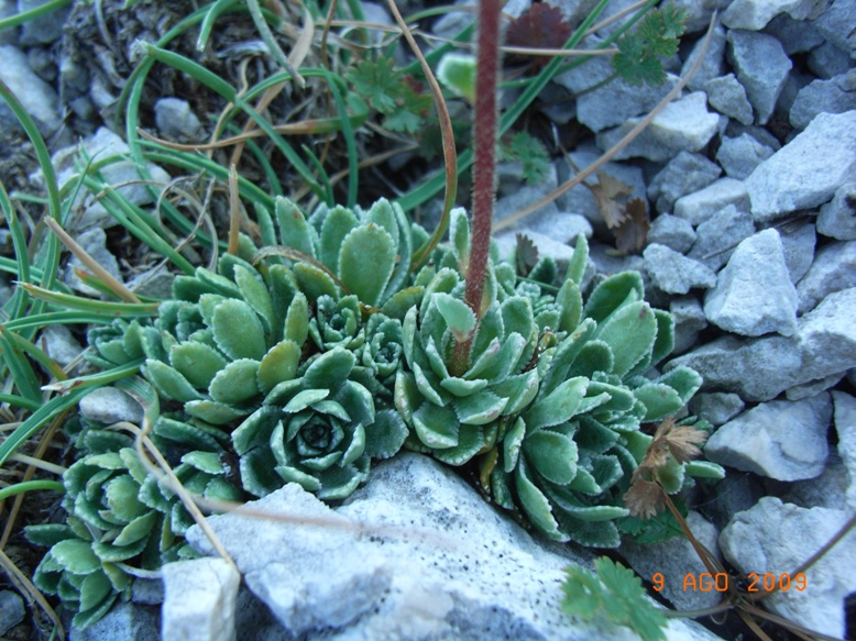 monte Miletto - Saxifraga paniculata